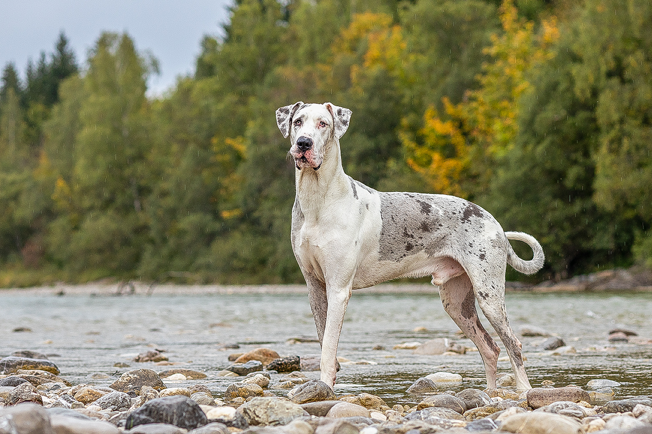 Hundefotografin Tierfotografin Deutsche Dogge Deutsche Dogge an der Isar Hund Hundefotografie