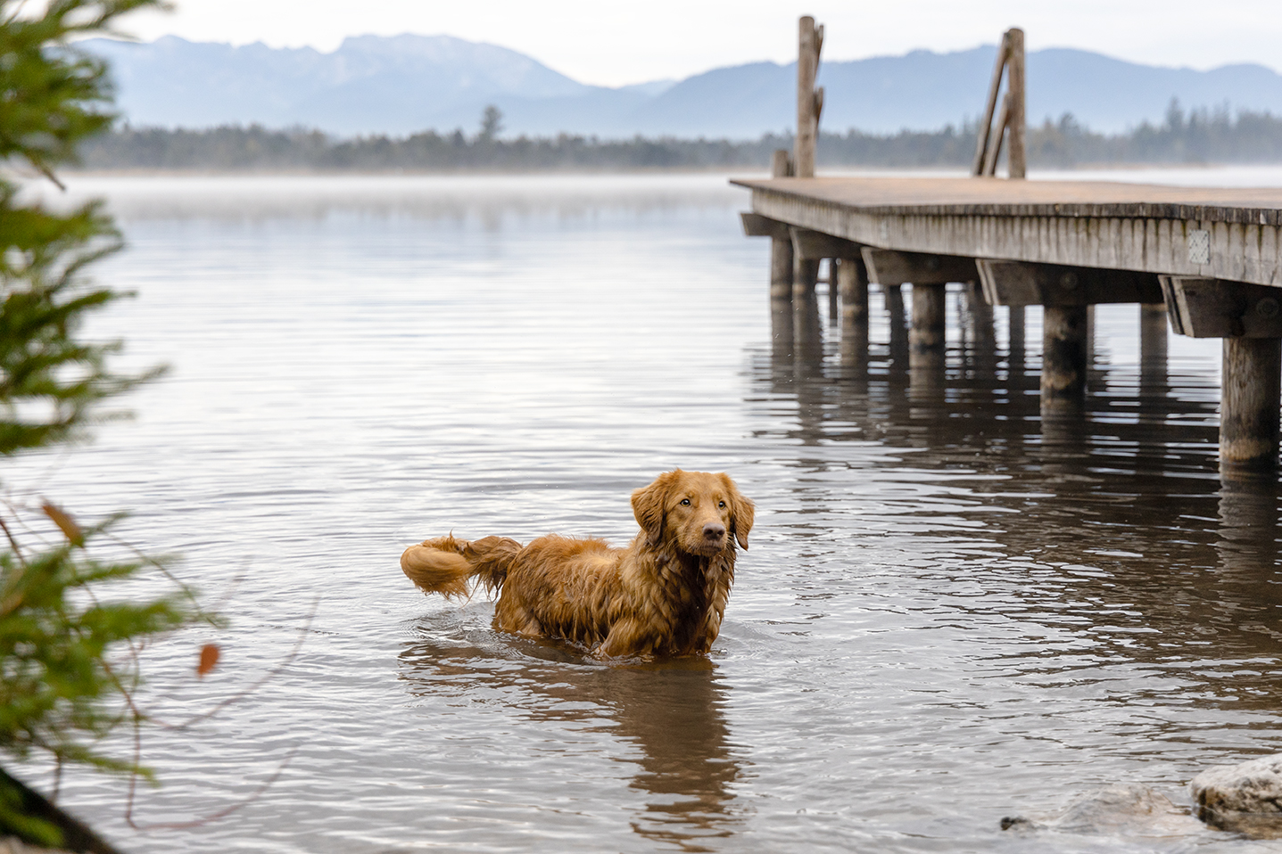 Tierfotografin Hundefotografin brauner Retriever schwimmt im See Hundebild