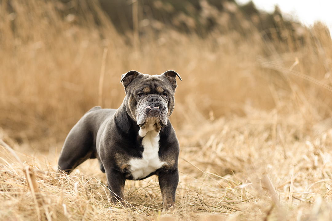 Hundefotografie grauer Bulldogge Bully