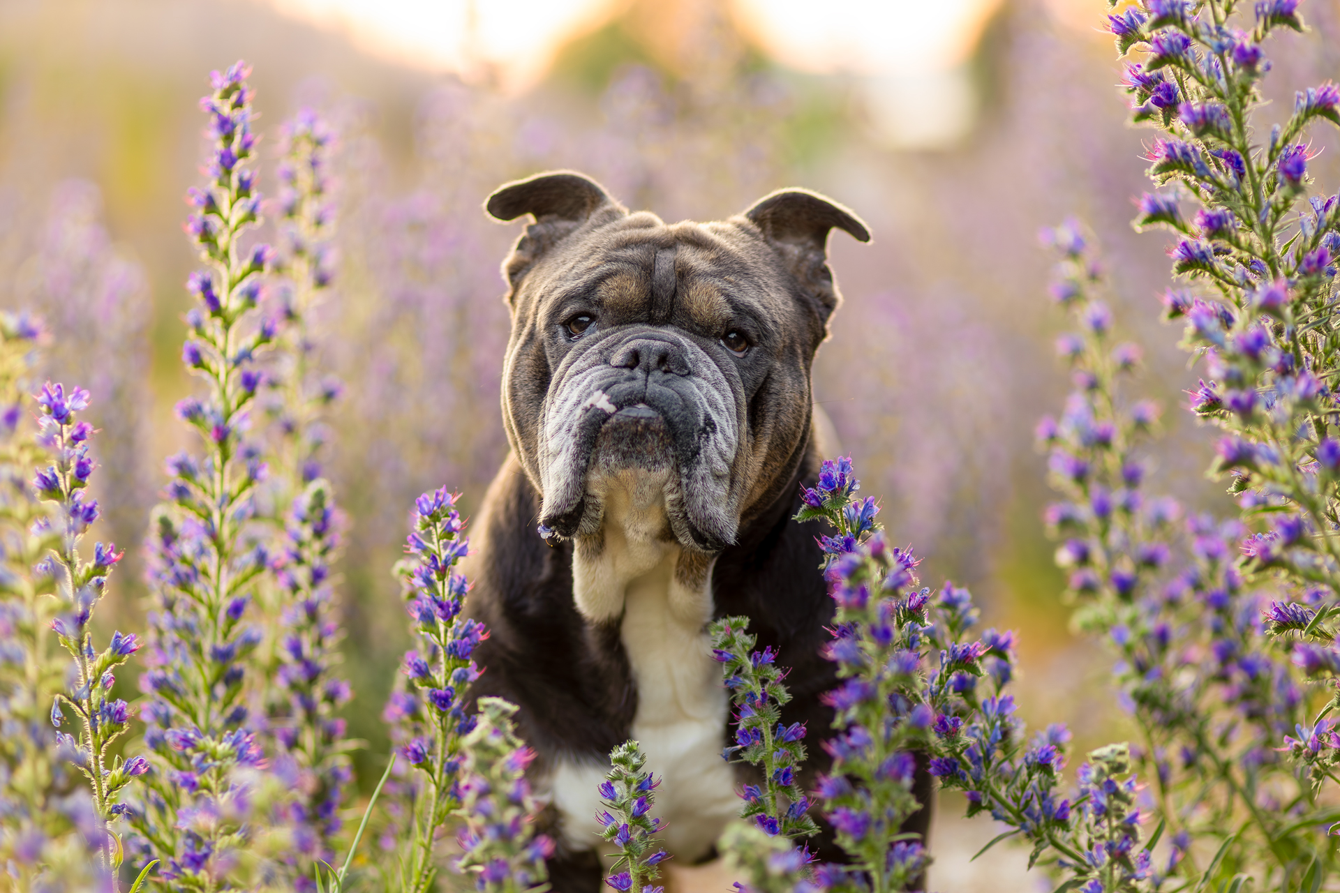 Bulldogge-Hundefotografie-Hundebild-Hund Hundebild Bulldogge steht in lila Blumenfeld