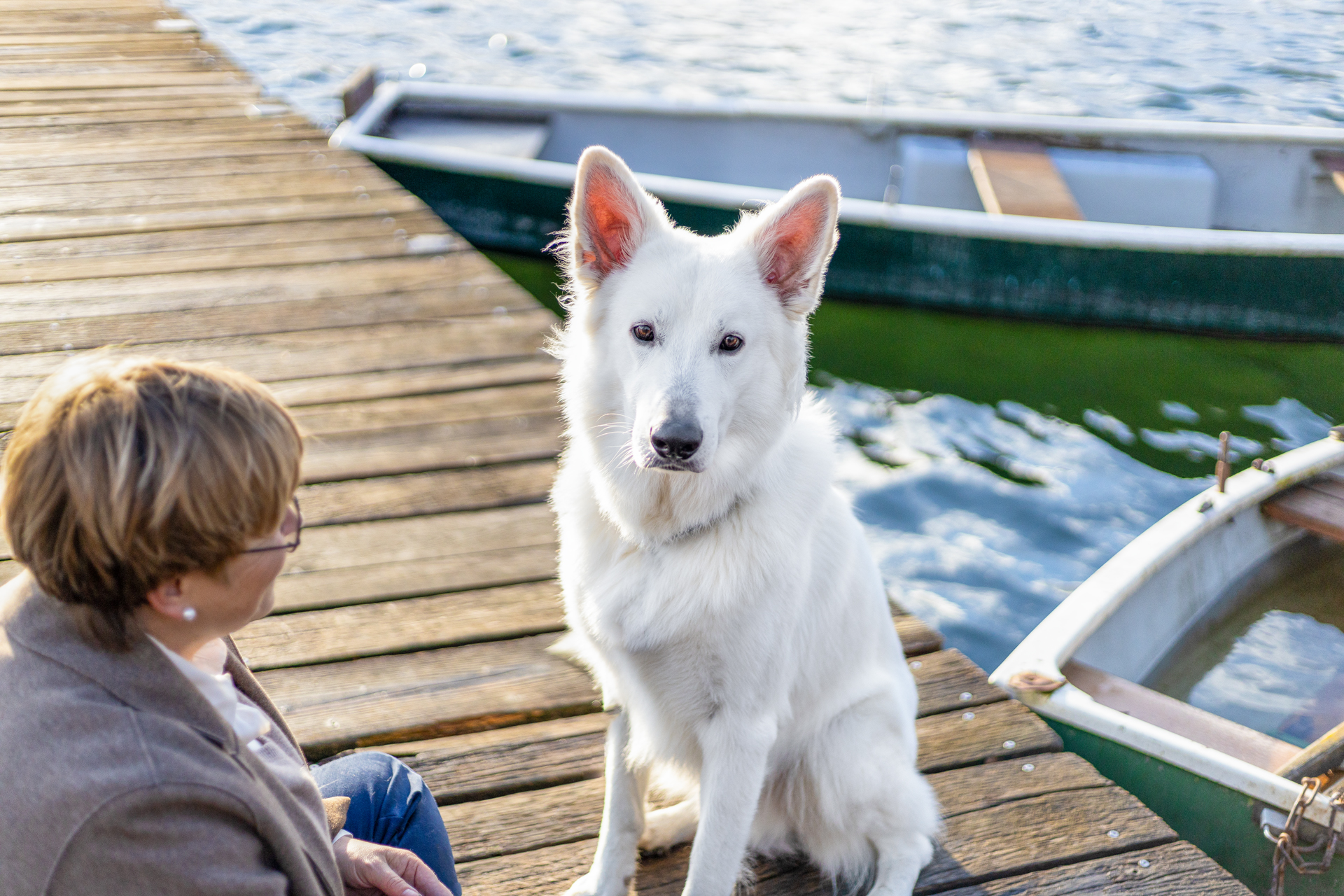 weißer Schweizer Schäferhund am See 