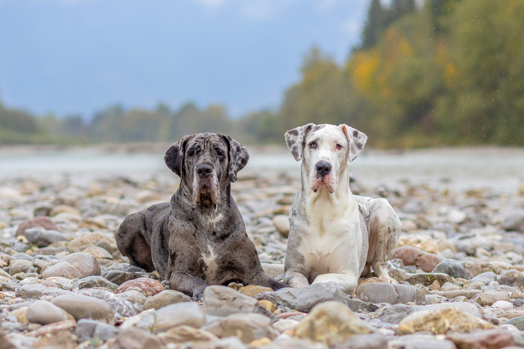 Hundebild Deutsche Doggen Hunderudel