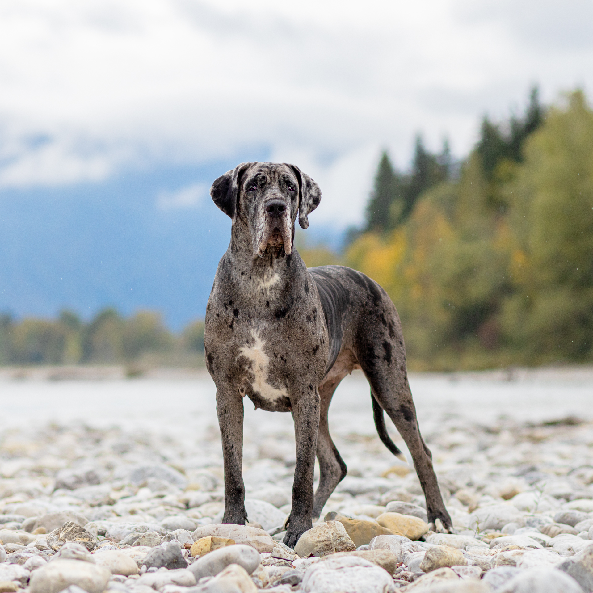 Deutsche Dogge Hundebild 