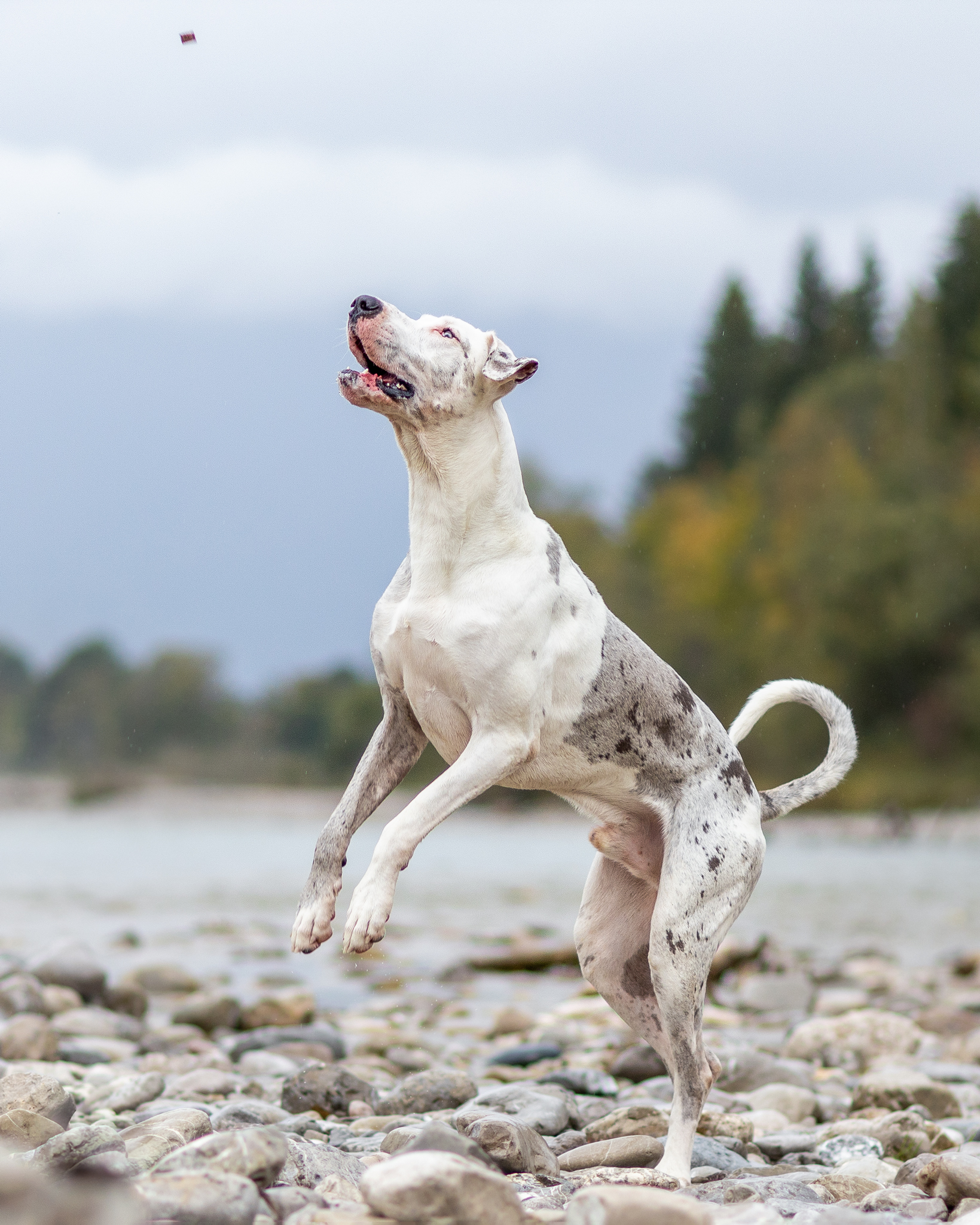 Fotoshooting-Dogge-Hundefotografin-Hund Hundefoto einer weißen deutschen Dogge die gerade ein Leckerli fängt