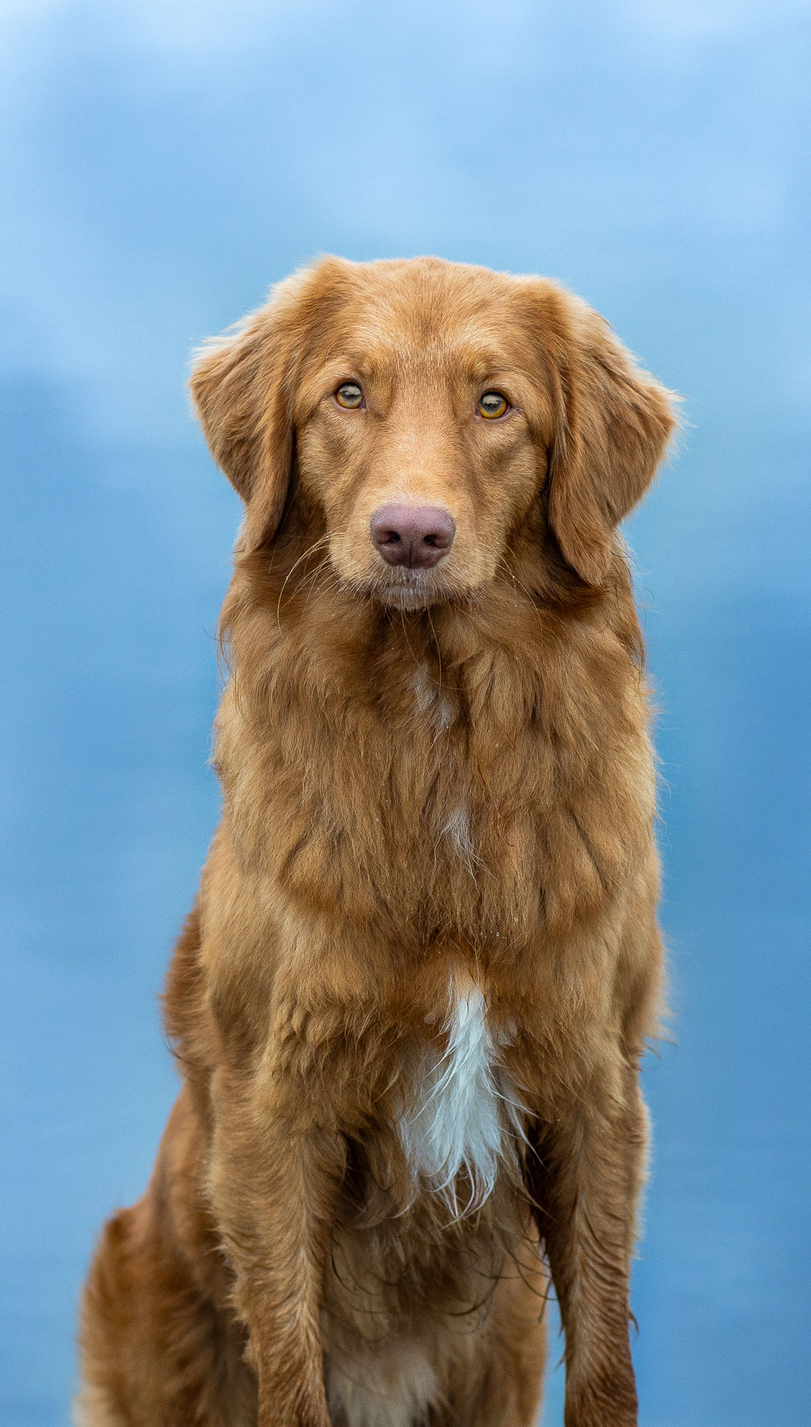 Hundefotograf-Hundeshooting-Hund Hundbild eines braunes Retrievers Duck Toller