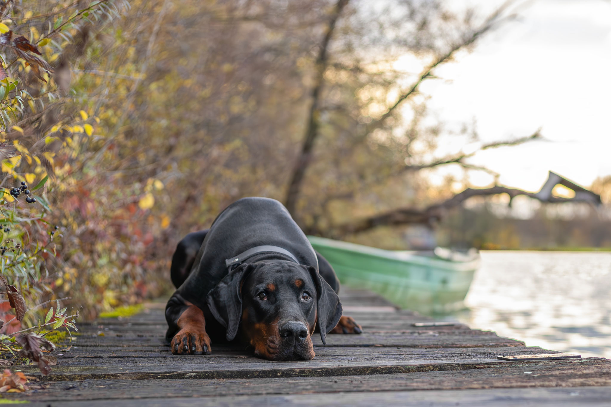 Hundefotoshooting eines schwarzen Dobermanns in Wartenberg am See