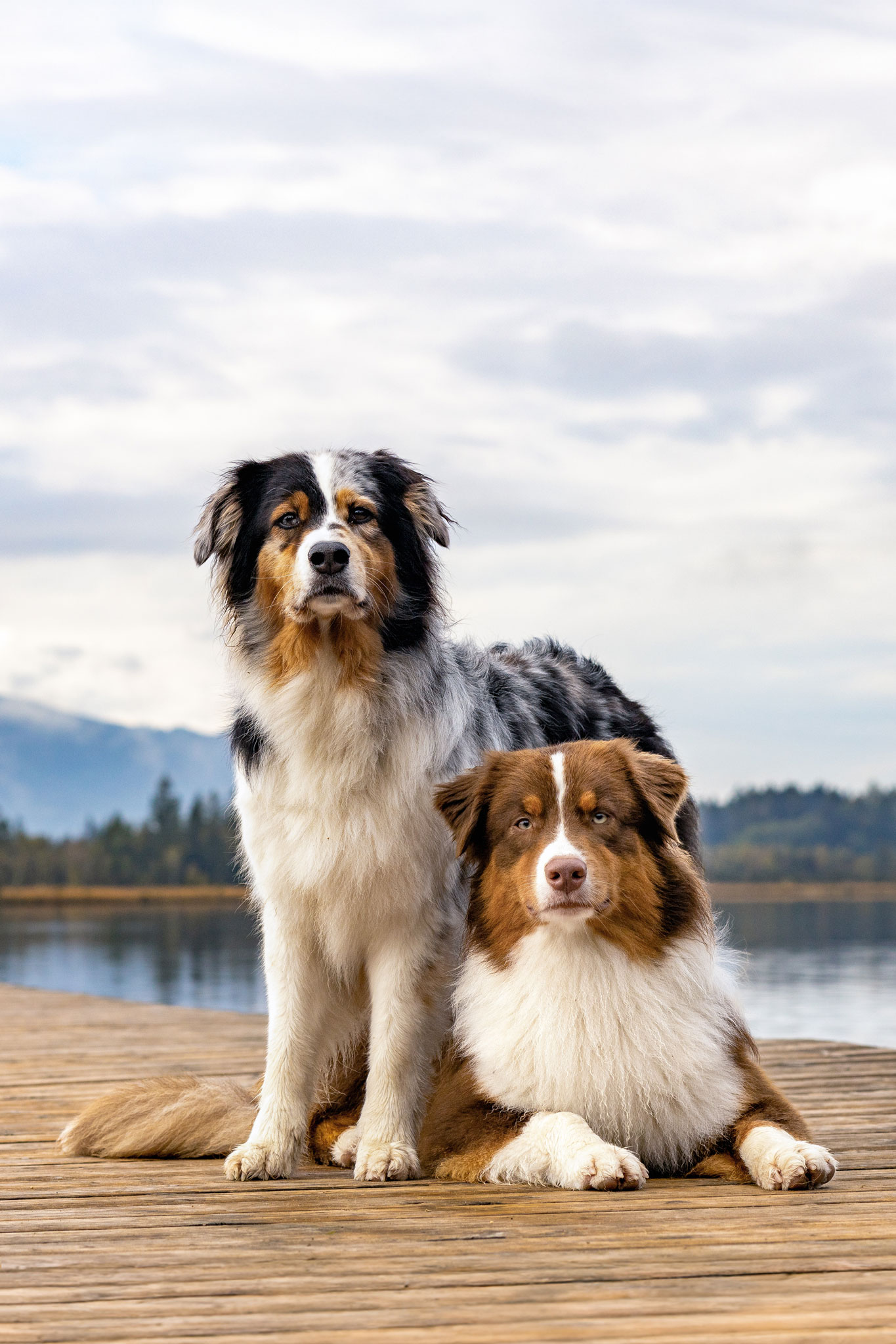 Zwei Australian Shepherd am Steg Seeshooting mit Hund