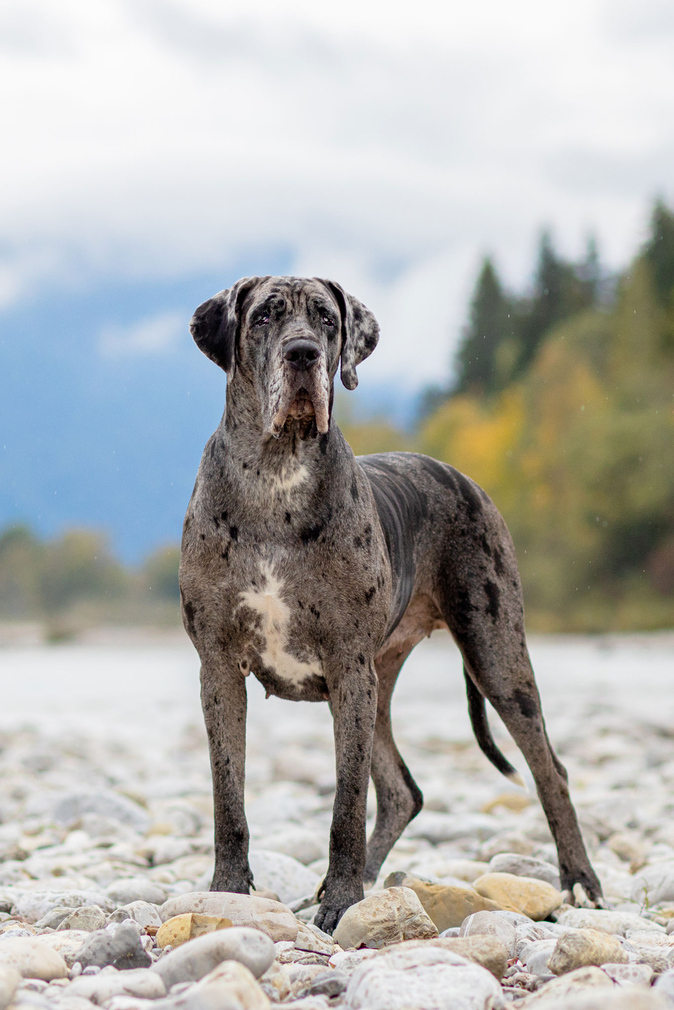 Hundefotografie einer schwarzen deutschen Dogge an der Isar