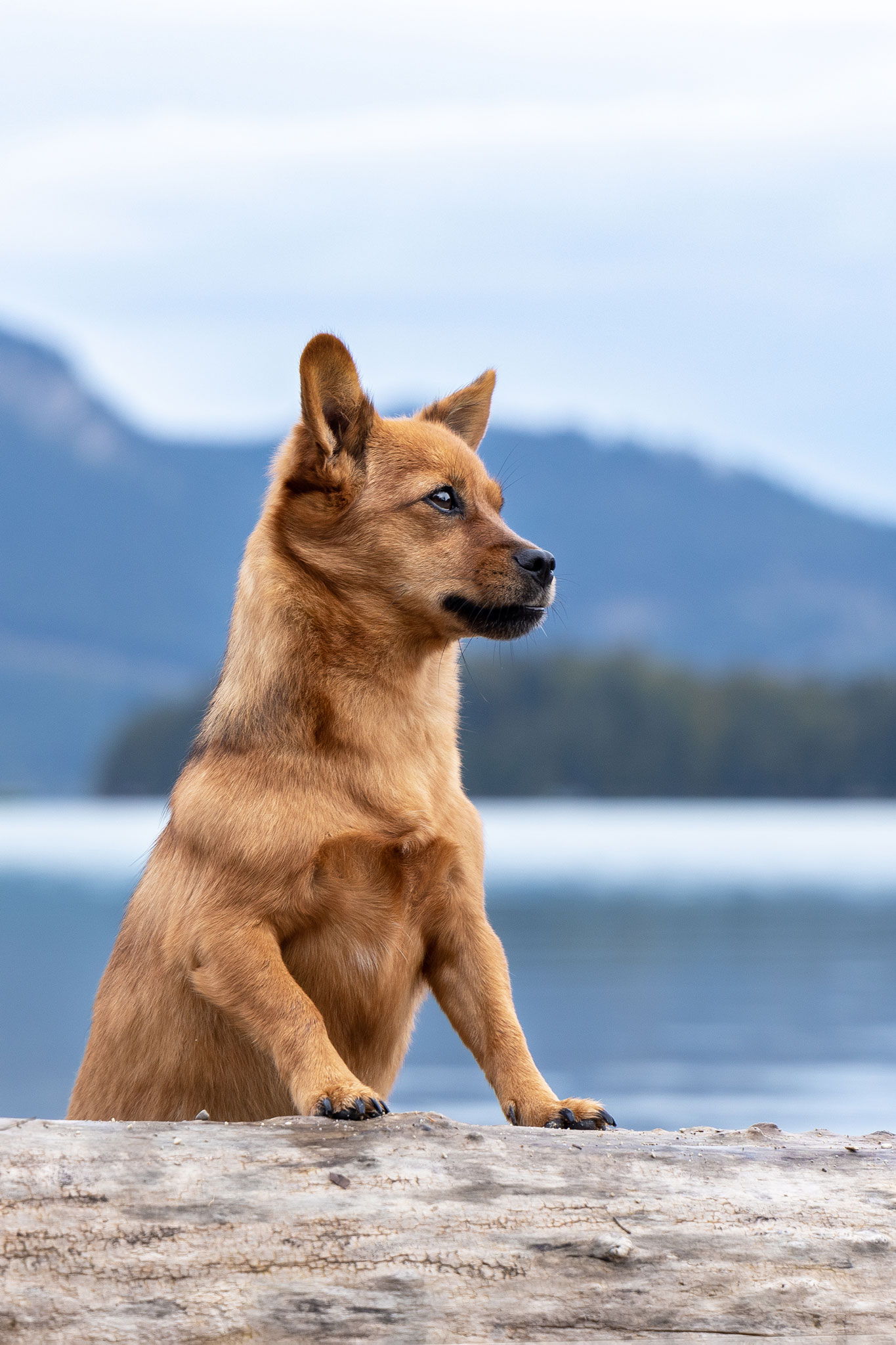 Hundefoto von einem kleiner brauner Hund Mischling am Walchensee