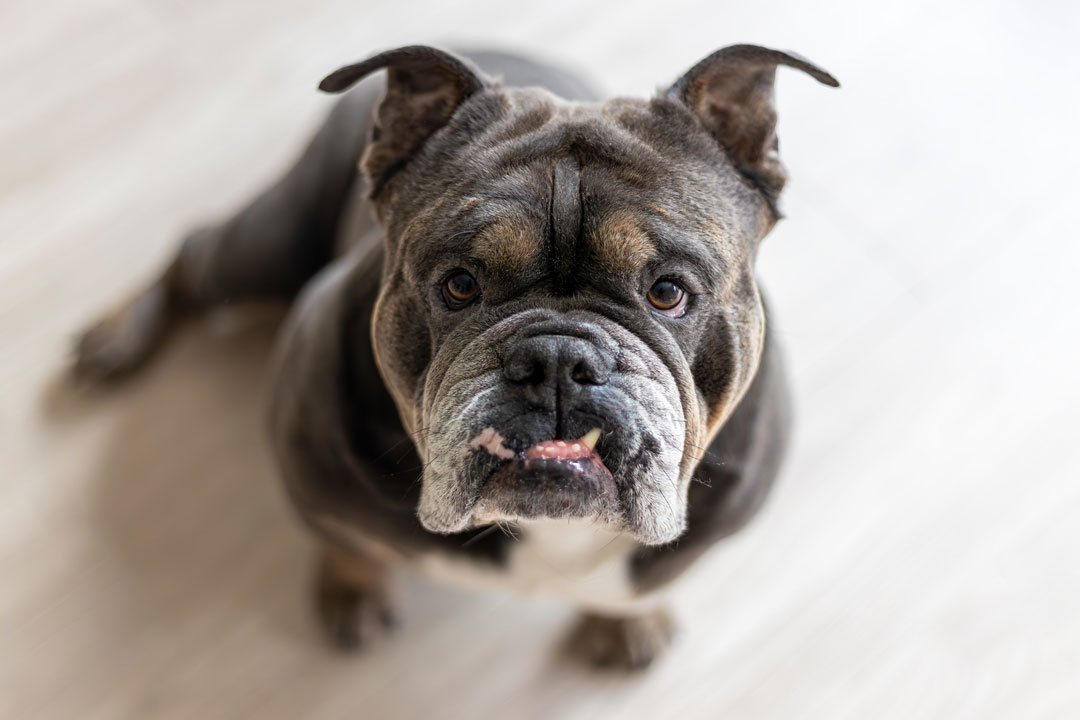 Portät eines Hundes graue Bulldogge 