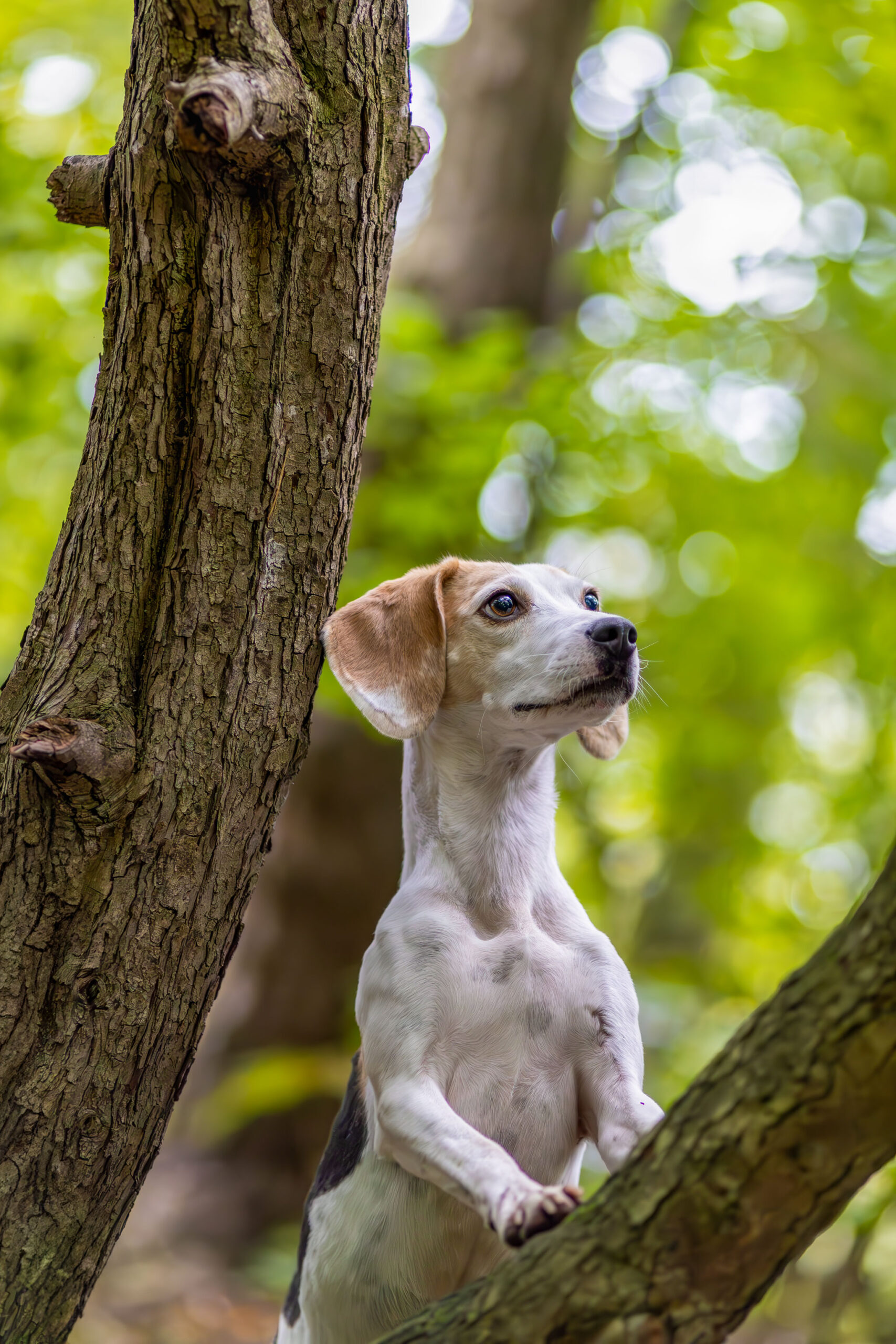 Beagle Hündin Hundefotoshooting im Wald