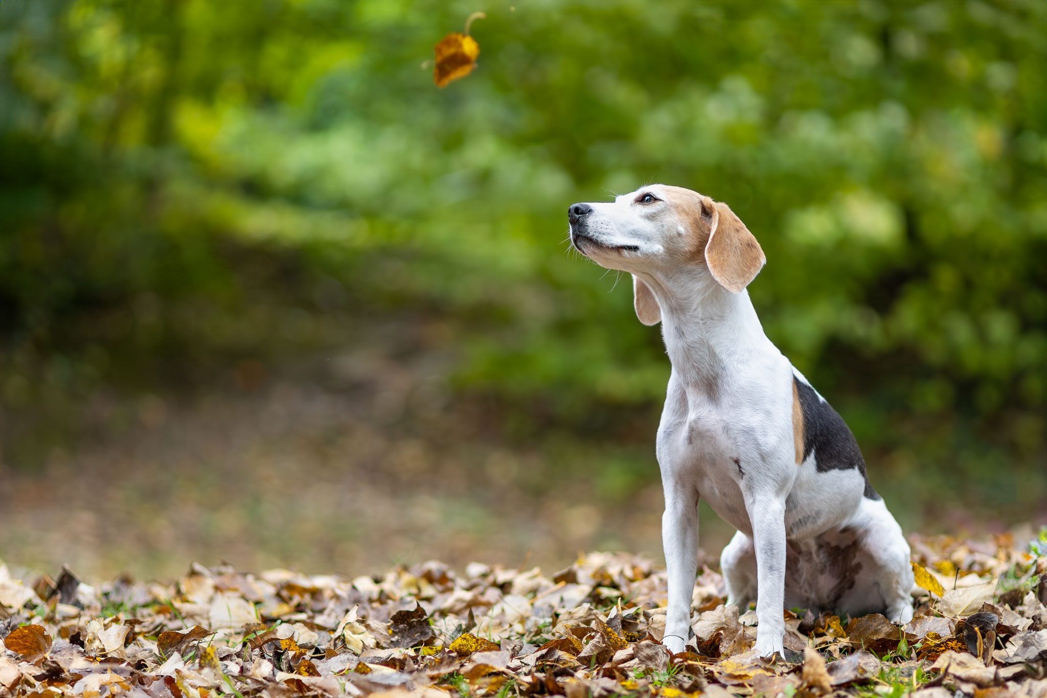 Beagle im Herbstlaub Hundefotoshooting Herbstshooting