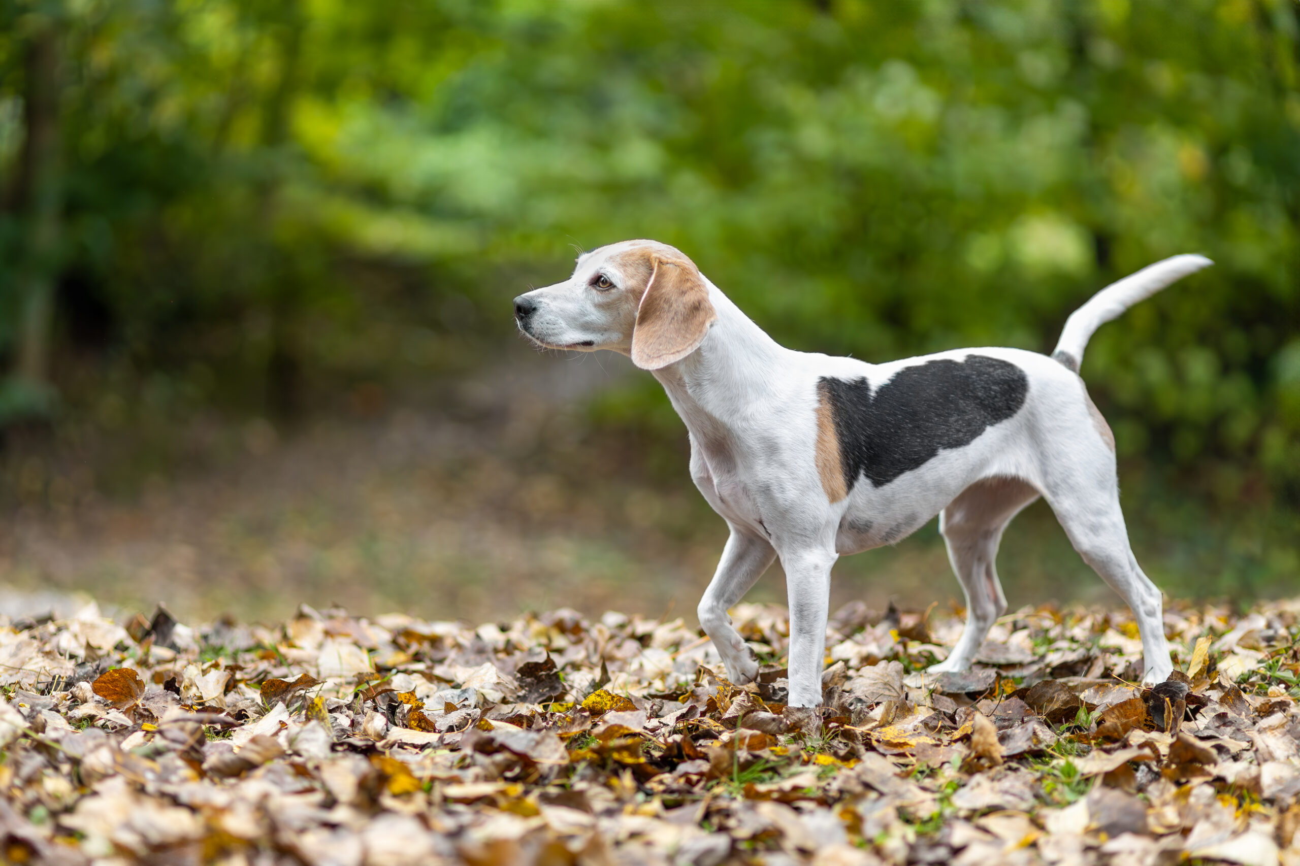 Beagle Hund Hundefotoshooting im Herbstlaub