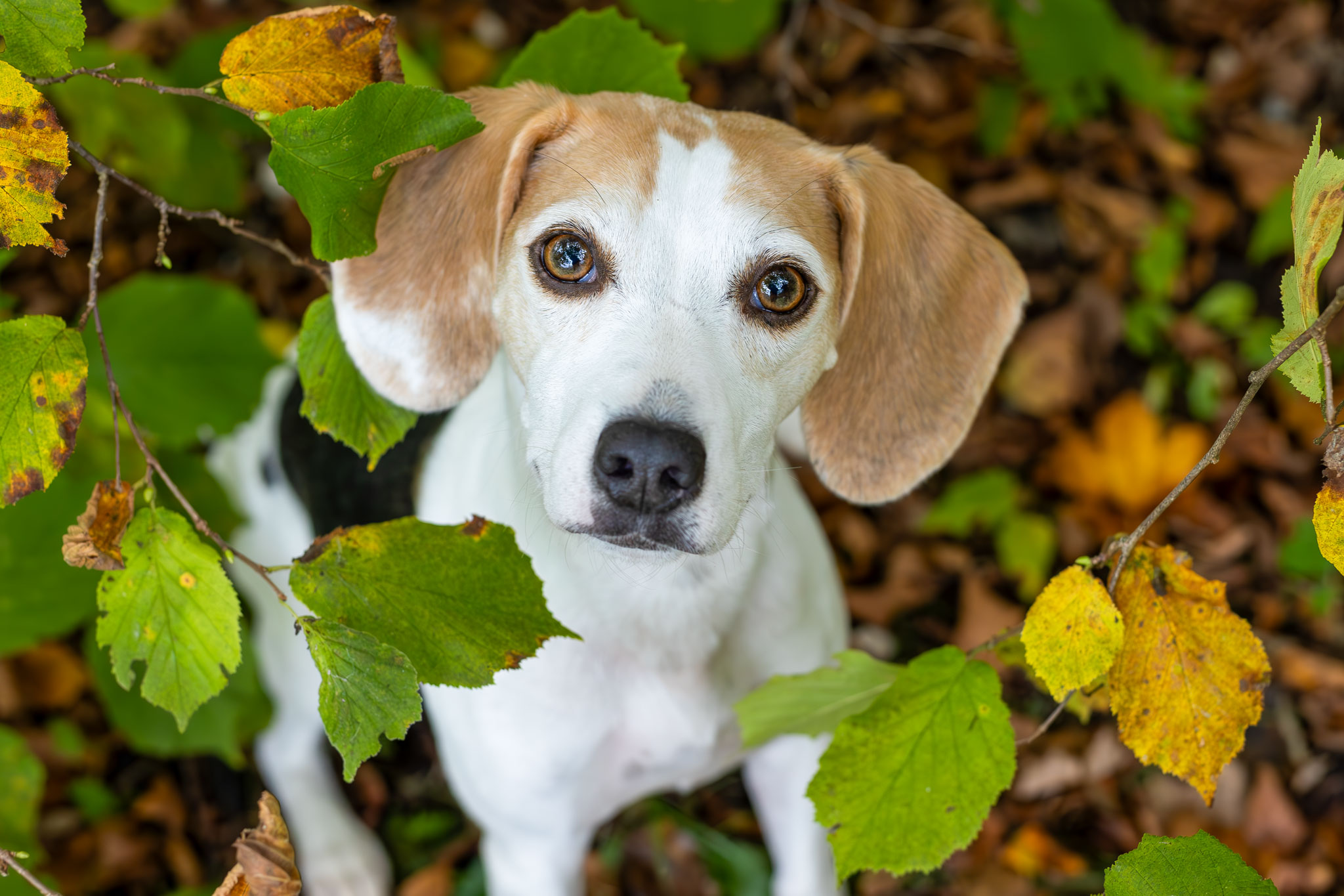 Hund Beagle Herbstshooting am See