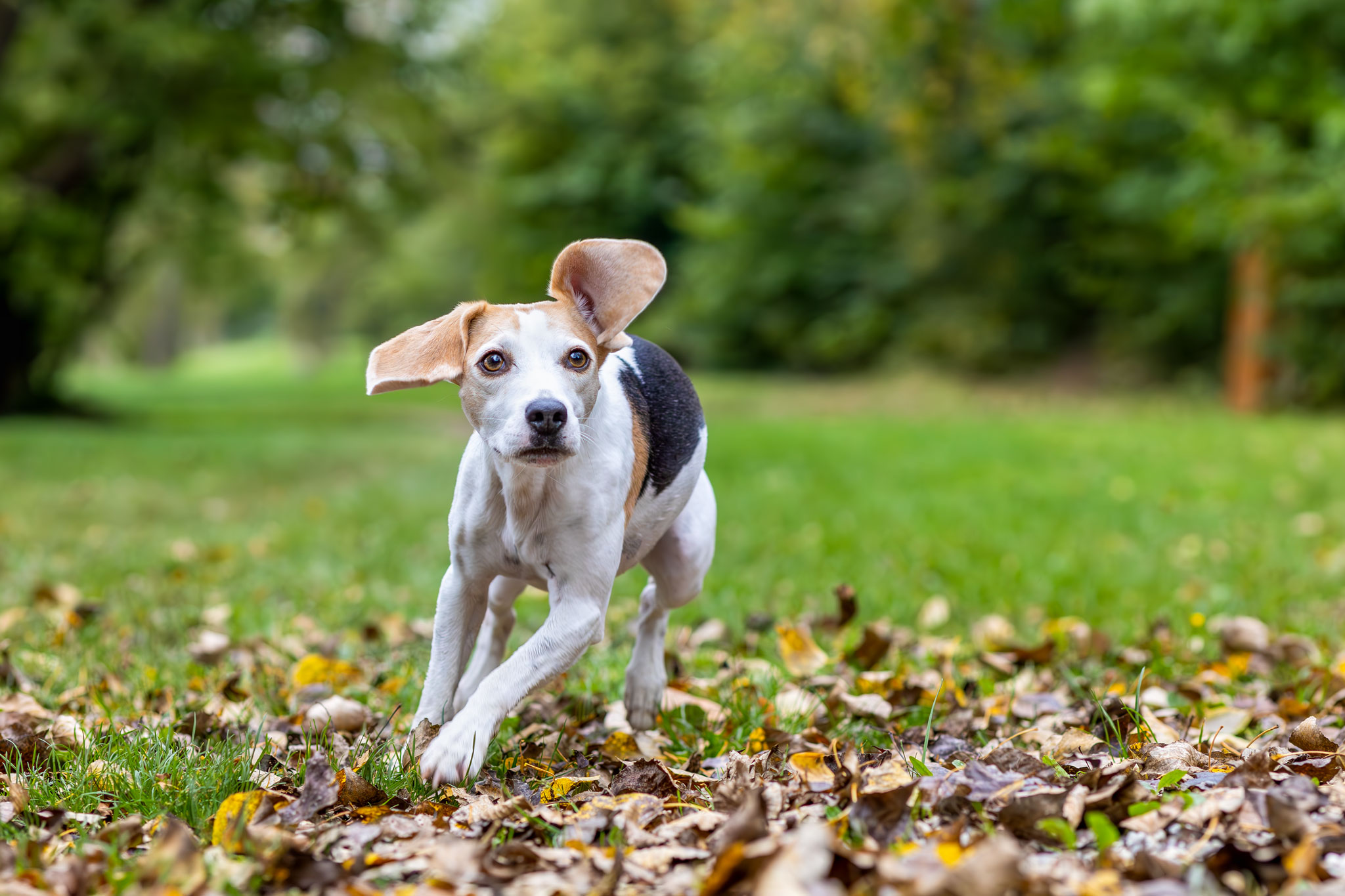 Beagle rennt über Laub im Herbst 