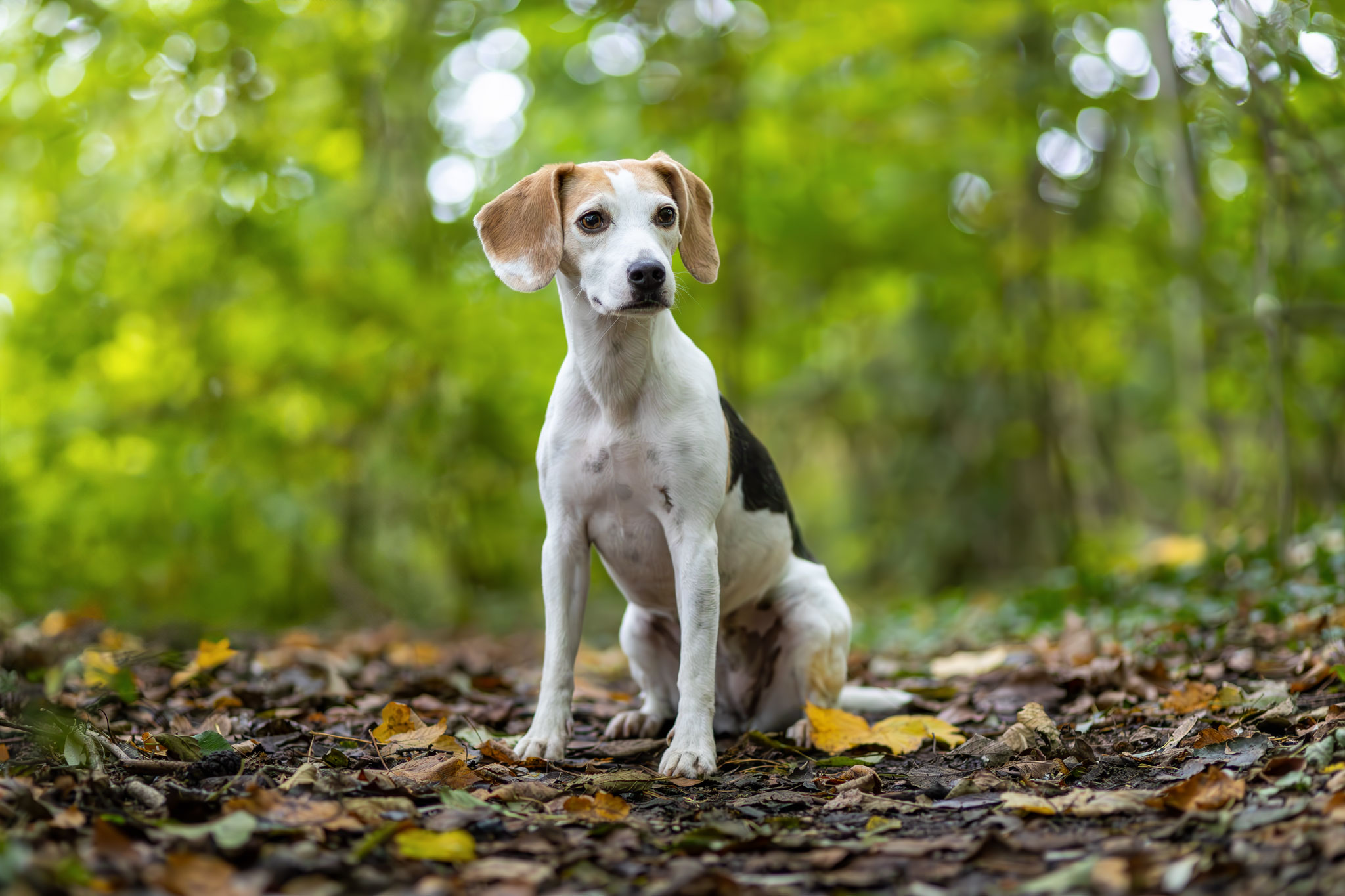 Beagle Hündin im Wald herbstshooting