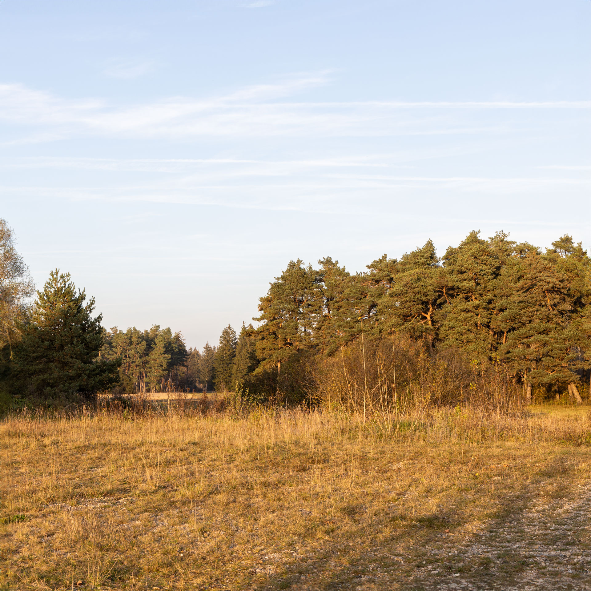 Hundefotografie-Fotografin für Hunde Naturschutzgebiet