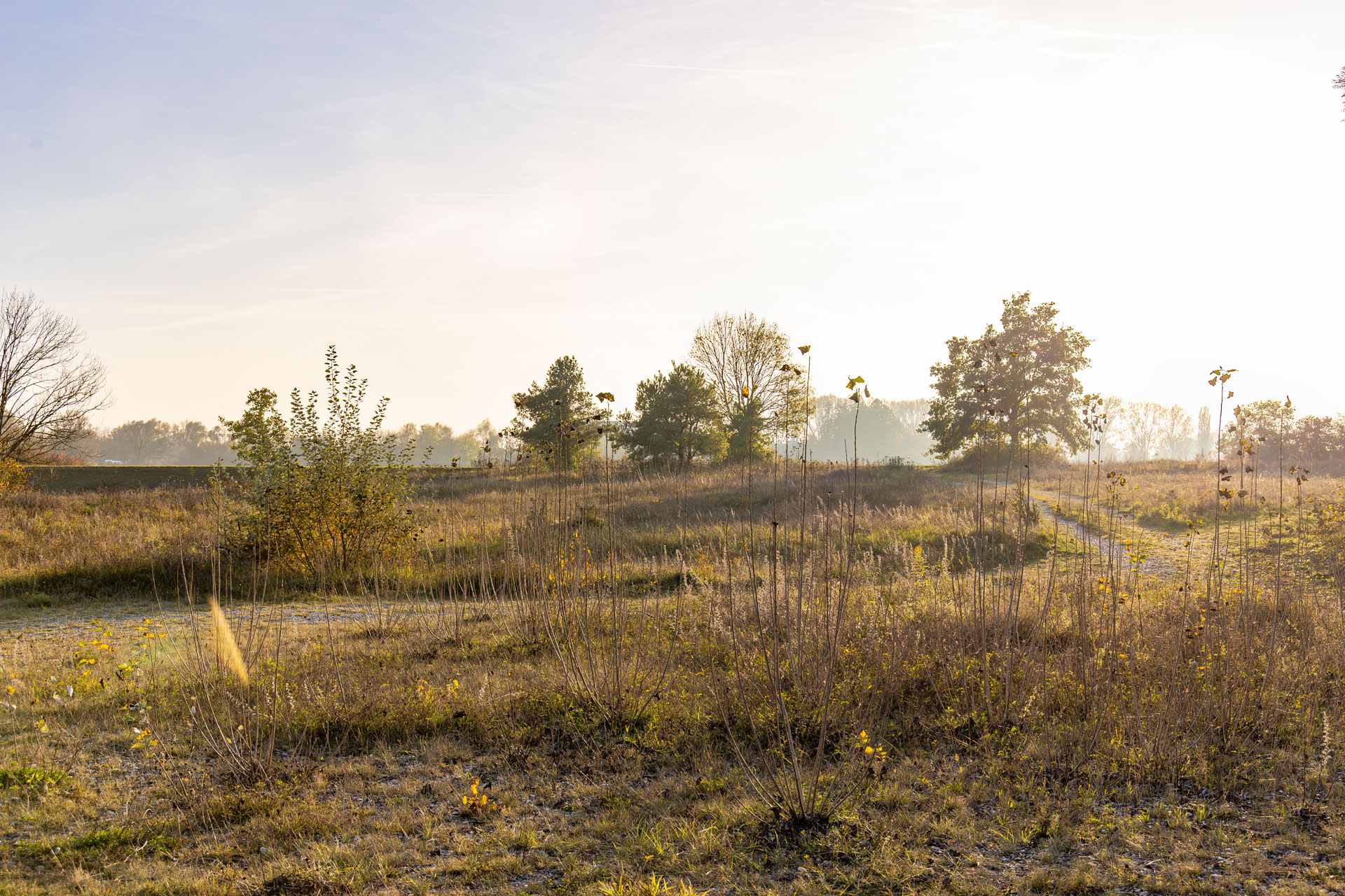 Hundefotografie-Fotolocation Naturschutzgebiet